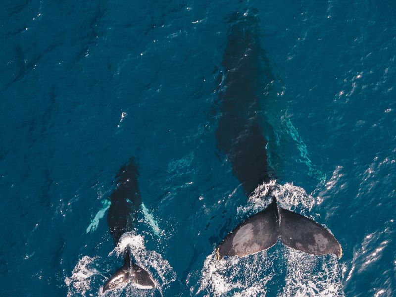 4 ways Docker changed the way software engineers work in past half decade